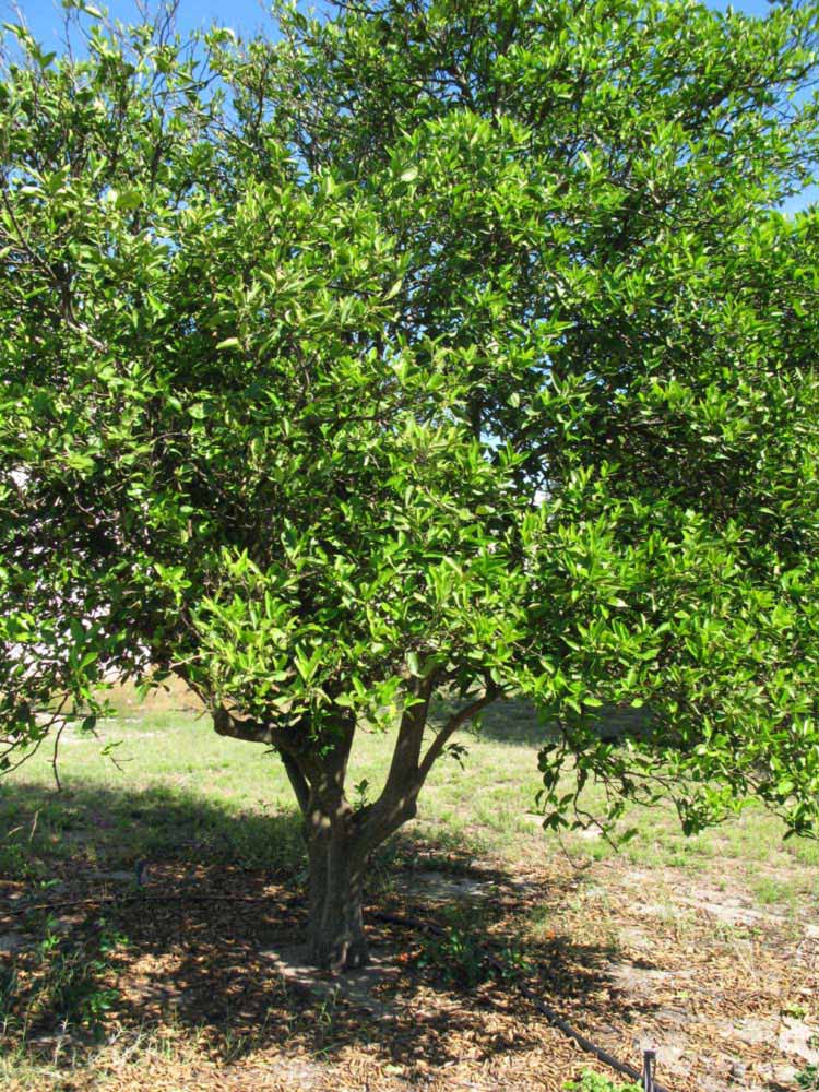            Habit (Winter Haven, FL)   